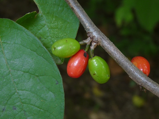 {Lindera benzoin}
